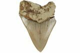 Serrated, Fossil Megalodon Tooth - Indonesia #186628-1